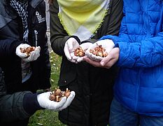 Młodzież z Gimnazjum nr 13 w Olsztynie sadzi krokusy