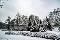 Zimowy park w Olsztynie