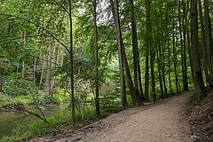 Las Miejski w Olsztynie